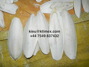 Cuttlefish Bone 447549837432